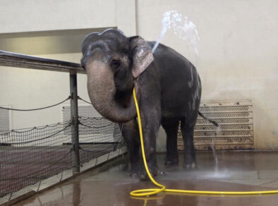 Elefante aprende a usar mangueira para tomar banho