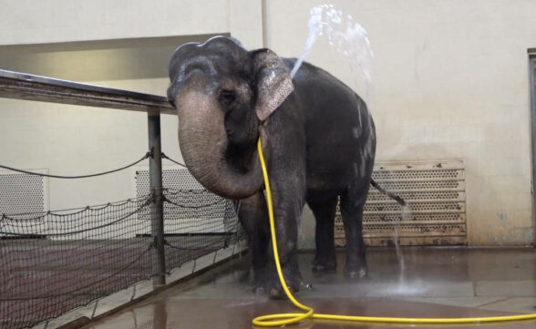 Elefante aprende a usar mangueira para tomar banho