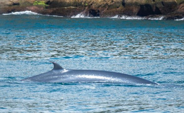 Baleias Tropicais encantam moradores e turistas de Ilhabela