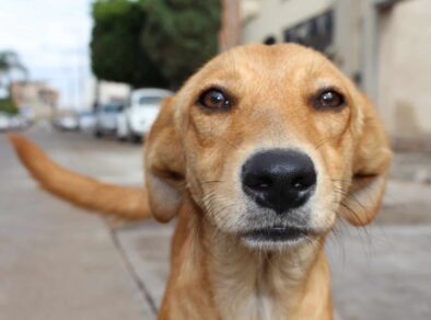 Estudo revela que cães ficam com olhos cheios de lágrimas ao reencontrar seus donos