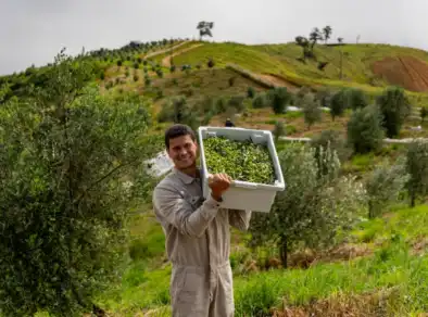 Produtor de Azeites e vinhos mais premiado do Brasil é de Santo Antônio do Pinhal