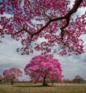 Florada de ipê-roxo no Pantanal encanta a web e viraliza