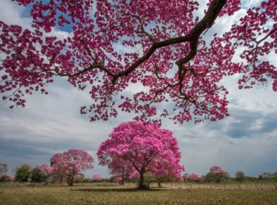 Florada de ipê-roxo no Pantanal encanta a web e viraliza