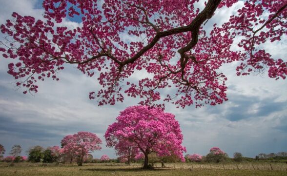 Florada de ipê-roxo no Pantanal encanta a web e viraliza