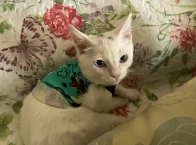 Instituto de Defesa dos animais de São José faz campanha de natal