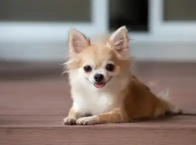 Conheça os cães e gatos mais populares no mundo, segundo pesquisa