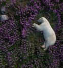 Fotógrafo captura urso polar descansando em campo de lavanda