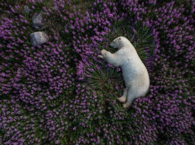 Fotógrafo captura urso polar descansando em campo de lavanda