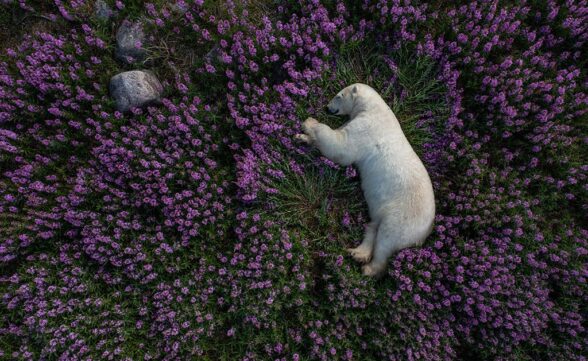 Fotógrafo captura urso polar descansando em campo de lavanda