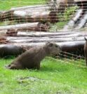 2º caso de capivara com raiva no mundo é registrado em…