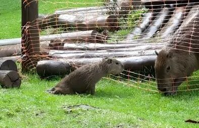 2º caso de capivara com raiva no mundo é registrado em Ubatuba