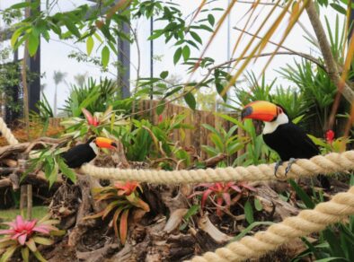 Parque do Santuário Nacional de Aparecida acolhe animais resgatados de maus tratos e tráfico