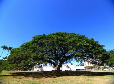 São José sediará evento internacional sobre florestas urbanas