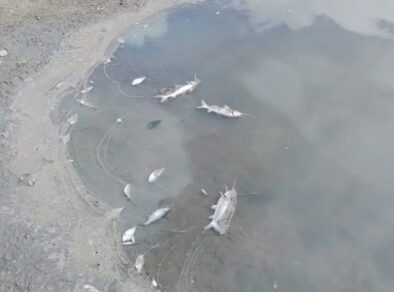 Peixes mortos aparecem nas margens do Rio Paraíba do Sul