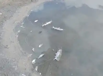 Peixes mortos aparecem nas margens do Rio Paraíba do Sul