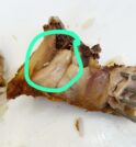 Larva é encontrada em comida da UPA do Alto da Ponte