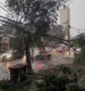 Chuva forte causa estragos e derruba árvores em São José dos…