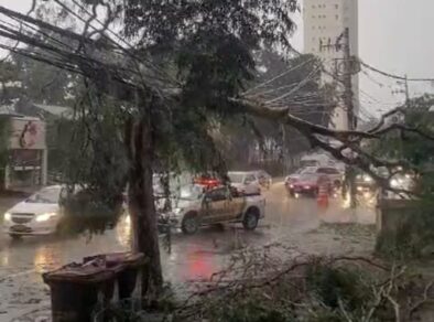 Chuva forte causa estragos e derruba árvores em São José dos Campos