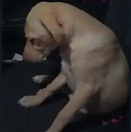 Cachorra toma 2 comprimidos de Rivotril acidentalmente e viraliza