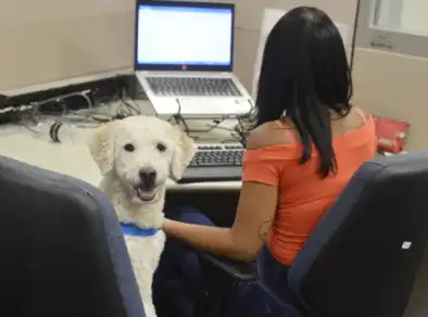 Presença de cães de servidores em repartições públicas é autorizada pela Prefeitura de Taubaté