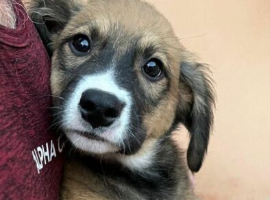 ONG de proteção dos animais lança campanha de Natal para arrecadação de notas fiscais