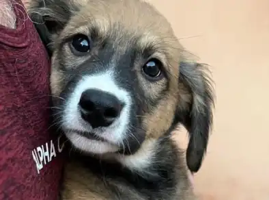 ONG de proteção dos animais lança campanha de Natal para arrecadação de notas fiscais