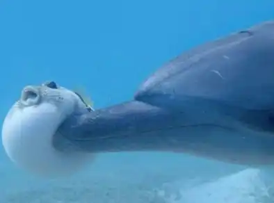 Golfinhos demonstram comportamento incomum ao usarem baiacus para possíveis efeitos narcóticos