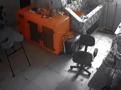 Cachorro de 8 meses morre durante tosa em pet shop