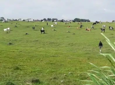Ônibus sofre acidente na Dutra ao atropelar bovino e desviar de outros