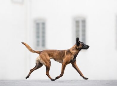 5 fotos vencedoras em prêmio internacional de fotografia canina