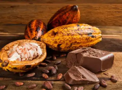 Estado de SP investe no plantio de cacau impulsionado pela produção de banana