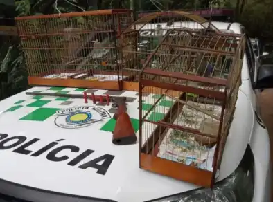 Homem é preso por posse irregular de aves silvestres e de arma em Monteiro Lobato