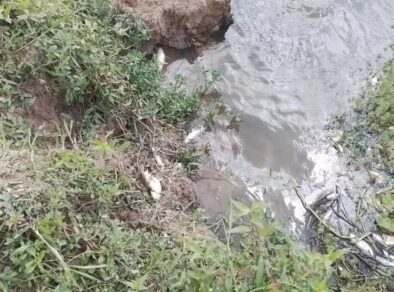 Mortes de peixes no Rio Paraíba causam multa de R$ 900 mil para Sabesp