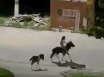 Vídeo de criança andando de pônei à noite em Jacareí viraliza nas redes sociais