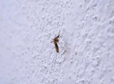 Moradores relatam infestação de pernilongos na Zona Norte de São José