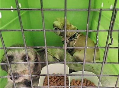 Cachorros resgatados em ocorrência em Pindamonhangaba são entregues ao tutor