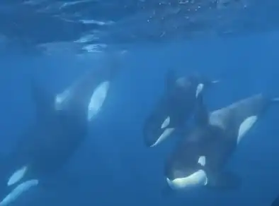 Grupo de baleias orcas é flagrado em Ilhabela