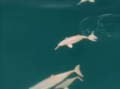 Grupo de golfinhos em extinção é registrado no mar de IlhabelaImagens foram publicadas em uma rede social