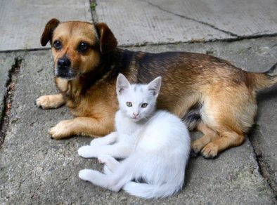 São José terá a primeira feira de adoção de pets do ano neste sábado (25)