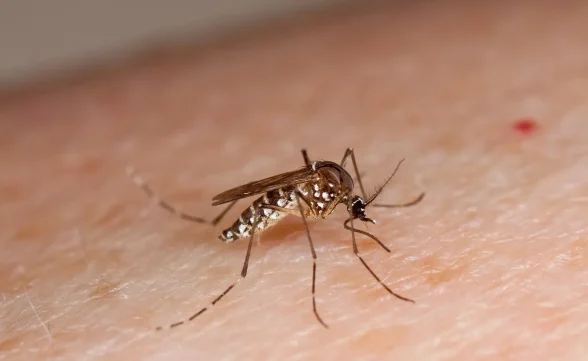 Jacareí confirma primeira morte por dengue em 2025; vítima era uma idosa