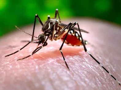 São Sebastião decreta estado de emergência por causa de epidemia de dengue 