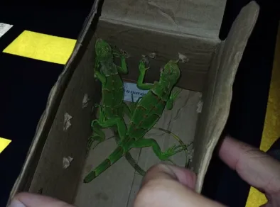 Iguanas são transportadas em um carro na Dutra em Jacareí