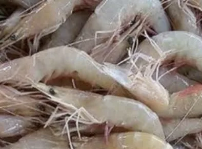 Alerta! Camarões do litoral de São Paulo estão contaminados por microplásticos
