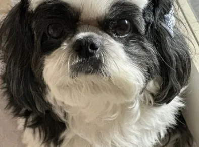 Shihtzu atacada por pitbulls em São José recebe alta de clínica veterinária
