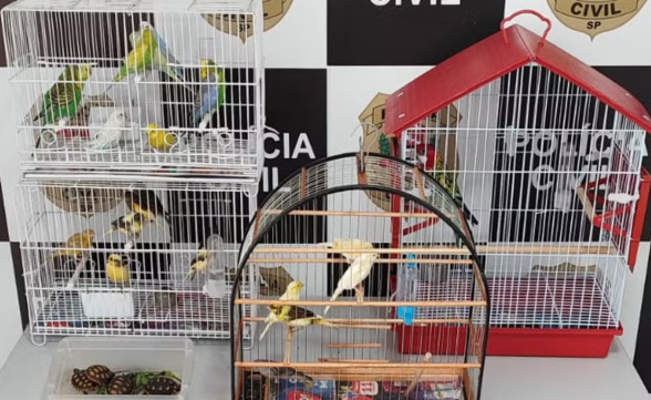 Homem é preso por vender jabutis em feira de São José 
