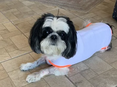 Um mês após ataque de pitbulls, shihtzu Panda se recupera em casa