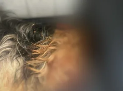 Mulher é presa após matar cachorro em Caraguatatuba por raiva do filho