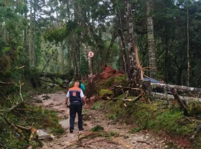 Chuva forte causa estragos e derruba ao menos 30 árvores em Campos do Jordão