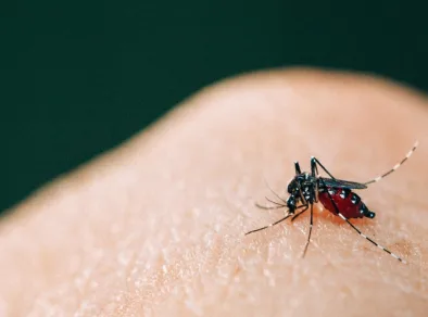 Taubaté confira primeira morte de febre amarela em 2025