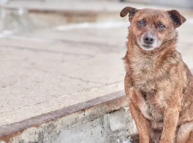 Prefeitura de Taubaté promove o Abril Laranja, mês de conscientização e prevenção contra maus-tratos a animais